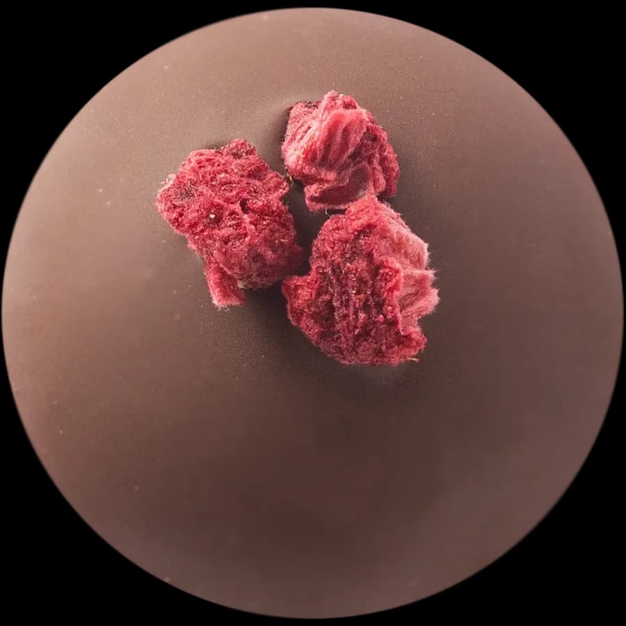 Raspberry — Freeze-dried raspberry